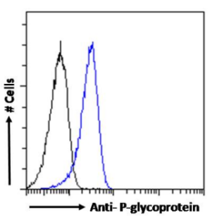 P-glycoprotein Antibody [MRK16], Rabbit IgG