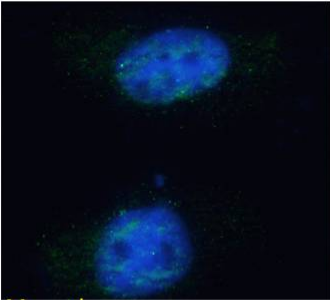 PCNA Antibody [SAIC-27C-101], Rabbit IgG