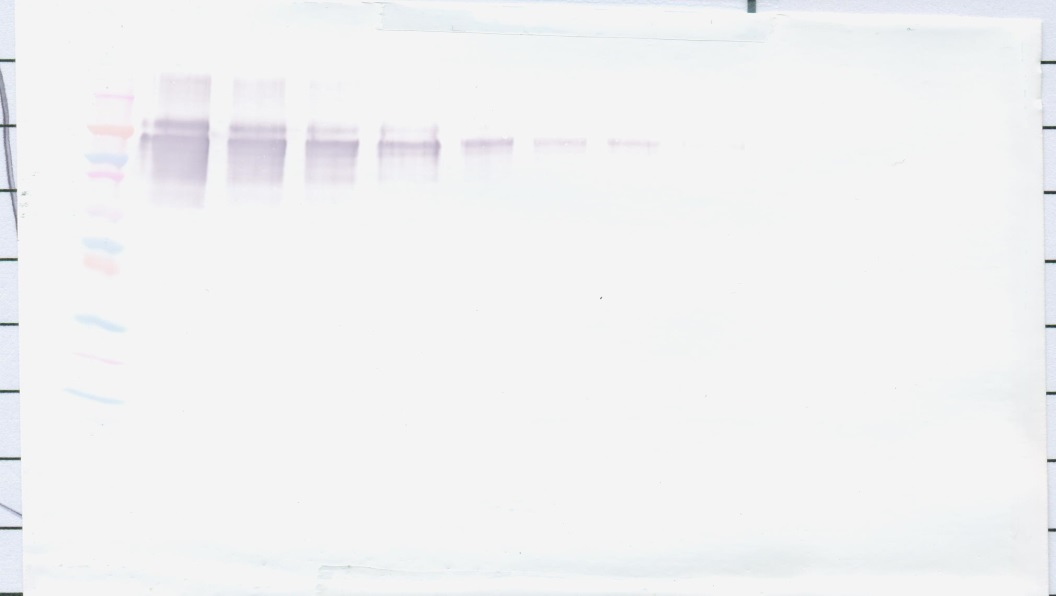 PD-L1 Fc Antibody (biotin)
