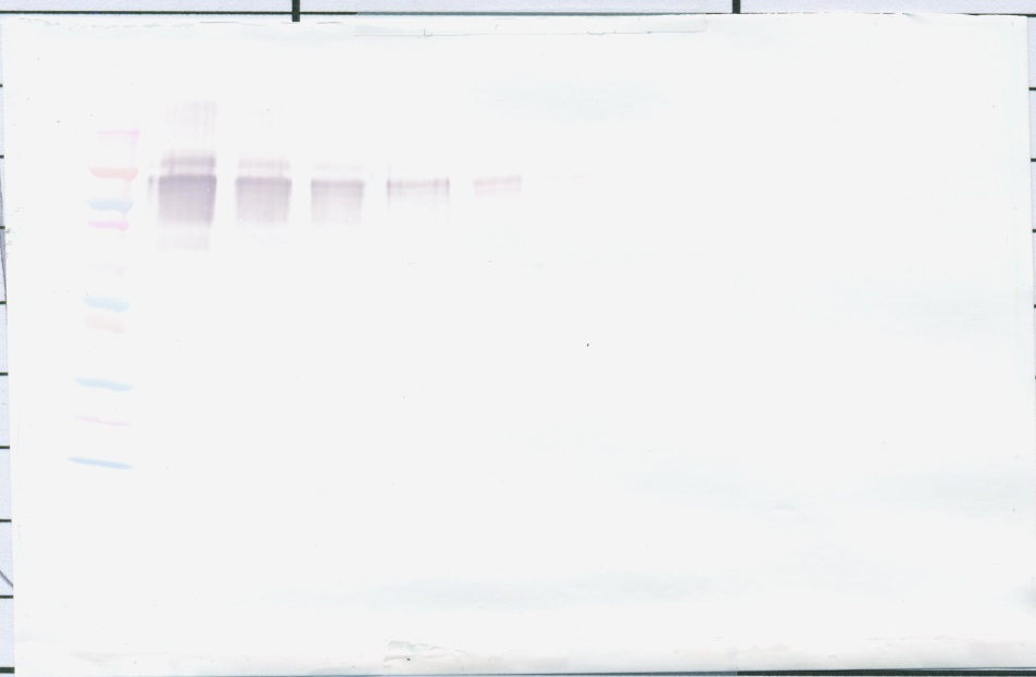 PD-L1 Fc Antibody