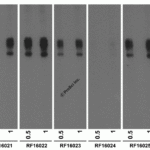 Western blot analysis of PD-L2 in overexpressing 293 cells using RF16021, RF16022, RF16023, RF16024, and RF16025 antibody at 0.5 and 1 μg/ml, respectively.  Larger molecular weight bands represent more highly post-translationally modified PD-L2.