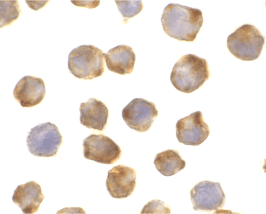 Apaf-1 Antibody [5E11]