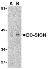 DC-SIGN Antibody [8B6]