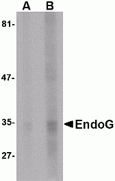 EndoG Antibody [7F2D7]