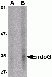 EndoG Antibody [7F2G10]