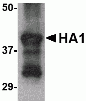 Hemagglutinin Antibody [4E10C10]