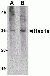 Hax1a Antibody [8F9G7]