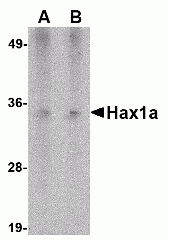 Hax1a Antibody [9G6C6]