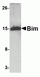 Bim Antibody [1C2H4]
