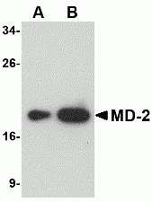MD-2 Antibody [1A2E3]