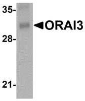 ORAI3 Antibody [1B4F1]