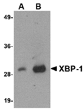 XBP-1 Antibody [9B7E5]