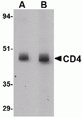 CD4 Antibody [8G1B12]