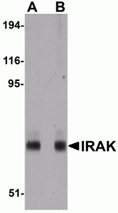 IRAK Antibody [8F1A7]