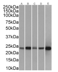 PRDX2 Antibody [SAIC-34B-124], Rabbit IgG