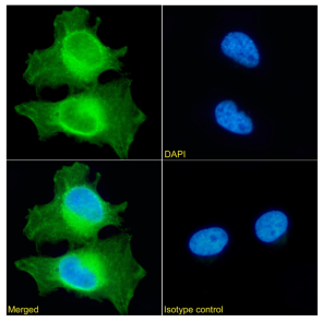 PRDX2 Antibody [SAIC-34D-11], Rabbit IgG