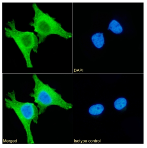 PRDX4 Antibody [SAIC-40A-24], Rabbit IgG