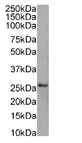 PRDX4 Antibody [SAIC-40C-8], Rabbit IgG