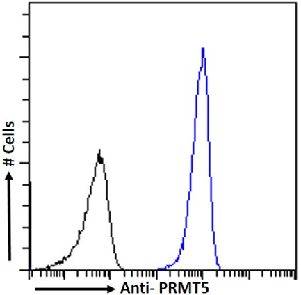PRMT5 Antibody [RAB-C136], Rabbit IgG