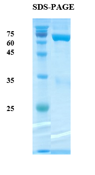 Pan Plasmodium Aldolase Recombinant Protein