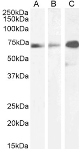 Paxillin (LD2 Motif) Antibody [LD2 sAB], Mouse IgG1