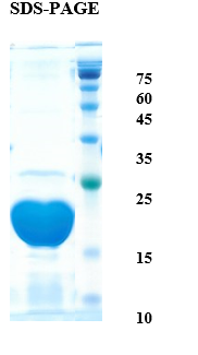 Peach allergen Pru p 1 Recombinant Protein