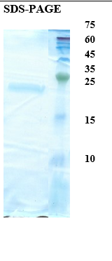 Peanut allergen Ara h 2 Recombinant Protein