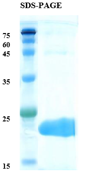 Pear allergen Pyr c 1 Recombinant Protein