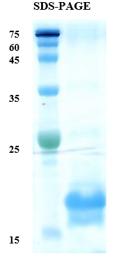 Pineapple allergen Ana c 1 Recombinant Protein