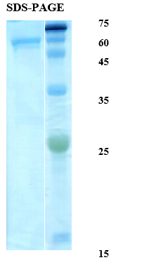 Plasmodium knowlesi Lactate Dehydrogenase (Pk-LDH) Recombinant Protein