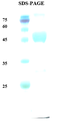 Plasmodium malariae Lactate Dehydrogenase (Pm-LDH) Recombinant Protein