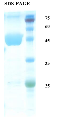 Plasmodium ovale Lactate Dehydrogenase (Po-LDH) Recombinant Protein