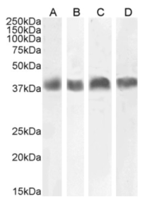Podoplanin (MAP tag) Antibody [PMab-1], Rabbit IgG - Research Grade Biosimilar