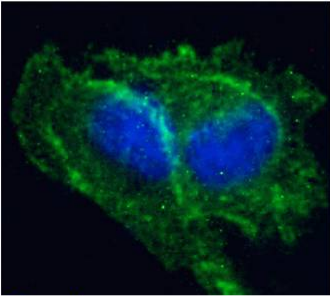 Prion Antibody [3F4], Mouse IgG1