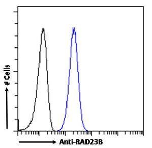 RAD23B Antibody [SAIC-28A-29], Rabbit IgG
