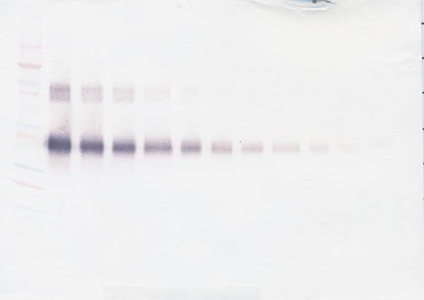 Receptor alpha Antibody (biotin)