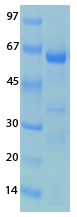 SARS-CoV-2 (COVID-19) NSP3 (743 - 1072) Recombinant Protein