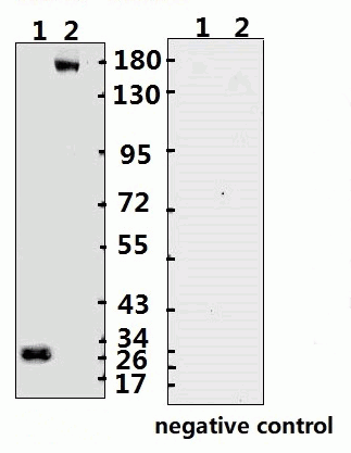 SARS-CoV-2 (COVID-19) Spike ECD Monoclonal Antibody [B004] (azide free)