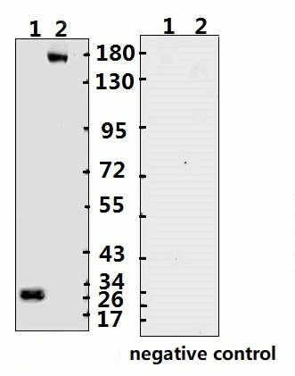 SARS-CoV-2 (COVID-19) Spike ECD Monoclonal Antibody [B004] (Biotin)