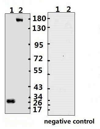 SARS-CoV-2 (COVID-19) Spike ECD Monoclonal Antibody [B003] (HRP)