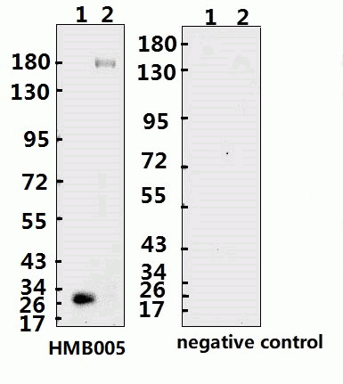 SARS-CoV-2 (COVID-19) Spike ECD Monoclonal Antibody [B005] (azide free)