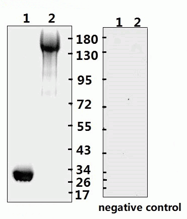 SARS-CoV-2 (COVID-19) Spike RBD Monoclonal Antibody [B001] (azide free)