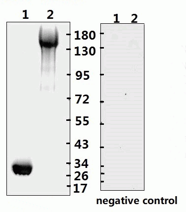 SARS-CoV-2 (COVID-19) Spike RBD Monoclonal Antibody [B001] (Biotin)
