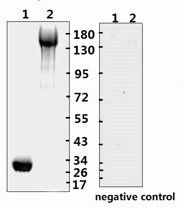SARS-CoV-2 (COVID-19) Spike RBD Monoclonal Antibody [B001] (HRP)