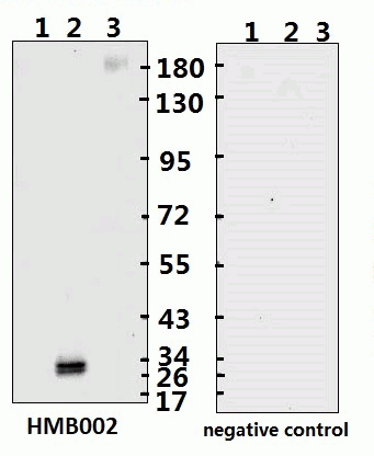 SARS-CoV-2 (COVID-19) Spike RBD Monoclonal Antibody [B002] (Biotin)
