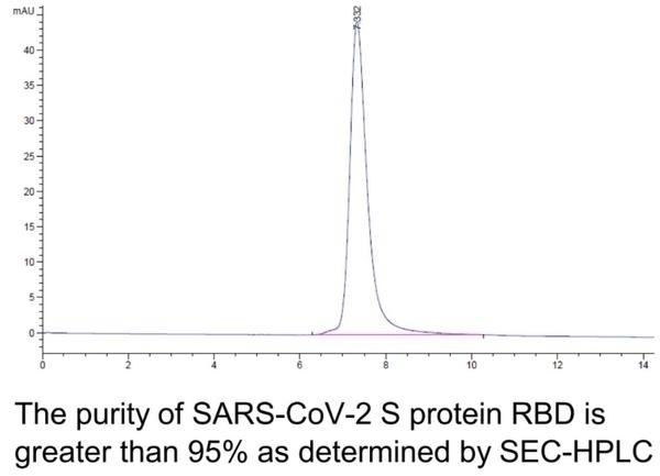 SARS-CoV-2 (COVID-19) Spike RBD Recombinant Protein