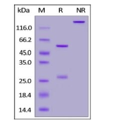 SARS-CoV-2 Spike RBD Neutralizing Antibody, monoclonal, Chimeric