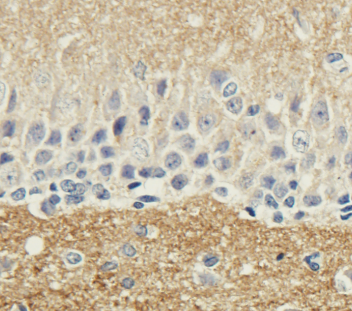 SNAP-25 Antibody [SP12], Mouse IgG1