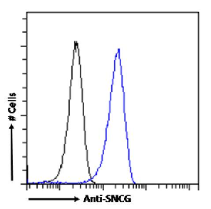 SNCG Antibody [SAIC-31A-10], Rabbit IgG