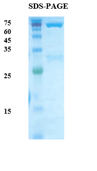 Salmonella H Antigen Recombinant Protein